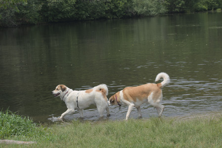 20250608_Dog park__DSC0053_.jpg