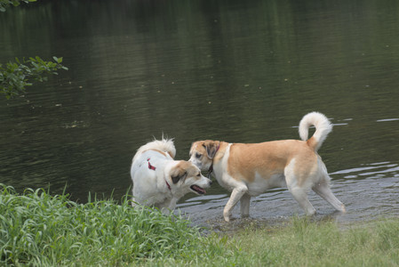 20250608_Dog park__DSC0054_.jpg