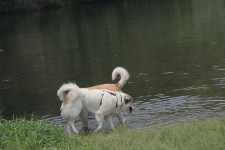 20250608_Dog park__DSC0056_.jpg