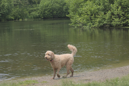 20250608_Dog park__DSC0057_.jpg