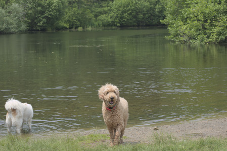 20250608_Dog park__DSC0059_.jpg