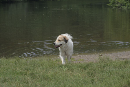 20250608_Dog park__DSC0072_.jpg