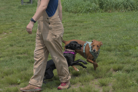 20250608_Dog park__DSC0082_.jpg