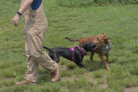 20250608_Dog park__DSC0083_.jpg