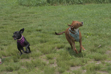 20250608_Dog park__DSC0084_.jpg