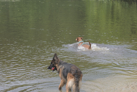 20250608_Dog park__DSC0086_.jpg