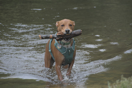 20250608_Dog park__DSC0101_.jpg