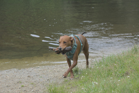 20250608_Dog park__DSC0102_.jpg