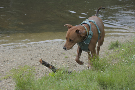 20250608_Dog park__DSC0105_.jpg