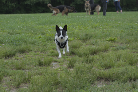 20250608_Dog park__DSC0109_.jpg