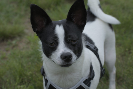 20250608_Dog park__DSC0110_.jpg