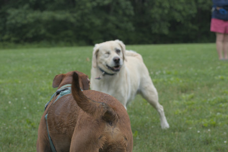 20250608_Dog park__DSC0112_.jpg
