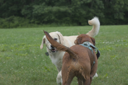 20250608_Dog park__DSC0114_.jpg