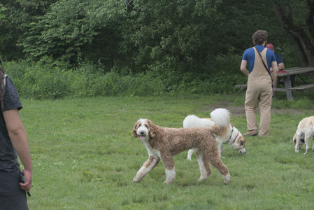 20250608_Dog park__DSC0134_.jpg