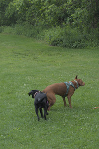 20250608_Dog park__DSC0145_.jpg
