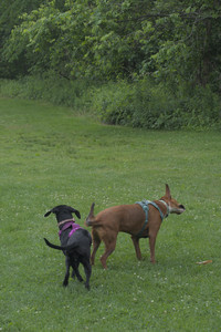 20250608_Dog park__DSC0146_.jpg