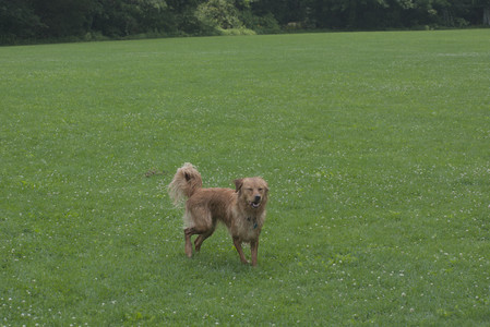 20250608_Dog park__DSC0147_.jpg