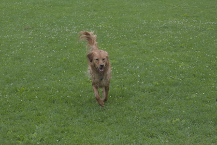 20250608_Dog park__DSC0148_.jpg