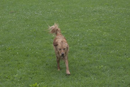 20250608_Dog park__DSC0149_.jpg