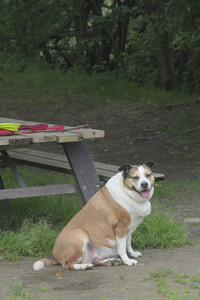 20250608_Dog park__DSC0159_.jpg