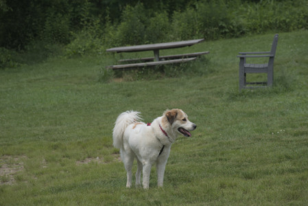 20250608_Dog park__DSC0162_.jpg