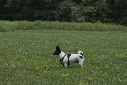 20250608_Dog park__DSC0170_.jpg