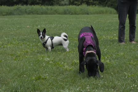 20250608_Dog park__DSC0175_.jpg