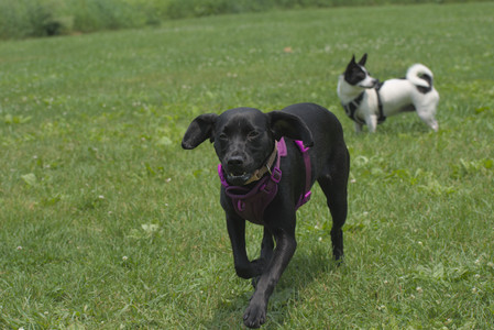 20250608_Dog park__DSC0178_.jpg