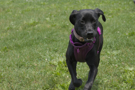 20250608_Dog park__DSC0180_.jpg