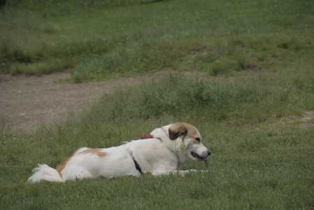 20250608_Dog park__DSC0184_.jpg