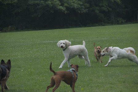 20250608_Dog park__DSC0200_.jpg