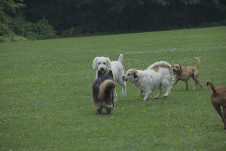 20250608_Dog park__DSC0203_.jpg