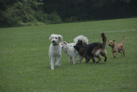 20250608_Dog park__DSC0206_.jpg