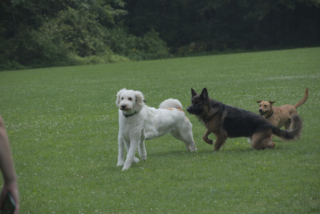20250608_Dog park__DSC0207_.jpg