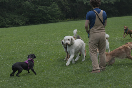 20250608_Dog park__DSC0212_.jpg