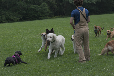 20250608_Dog park__DSC0213_.jpg