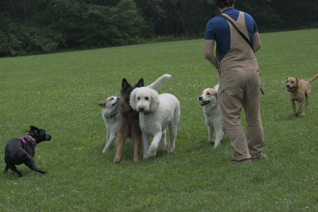 20250608_Dog park__DSC0214_.jpg