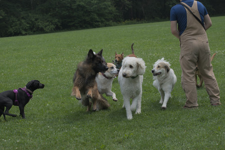 20250608_Dog park__DSC0216_.jpg