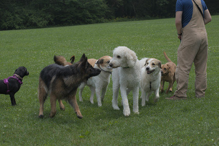 20250608_Dog park__DSC0218_.jpg