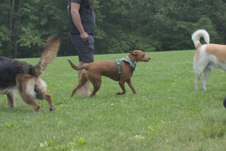 20250608_Dog park__DSC0220_.jpg
