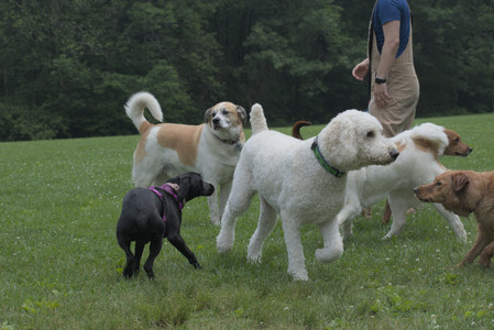 20250608_Dog park__DSC0224_.jpg