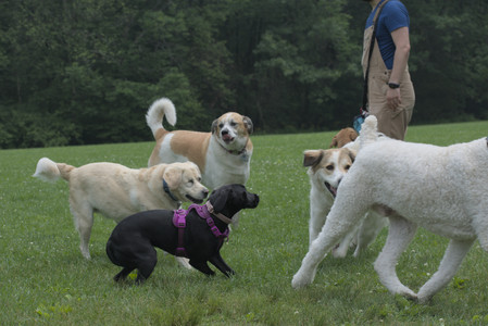 20250608_Dog park__DSC0226_.jpg