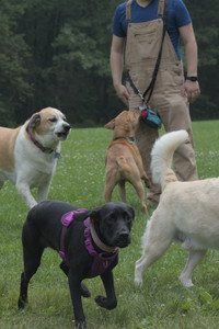 20250608_Dog park__DSC0228_.jpg