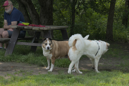 20250608_Dog park__DSC0257_.jpg
