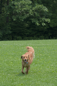 20250608_Dog park__DSC0260_.jpg