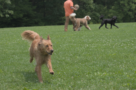20250608_Dog park__DSC0263_.jpg
