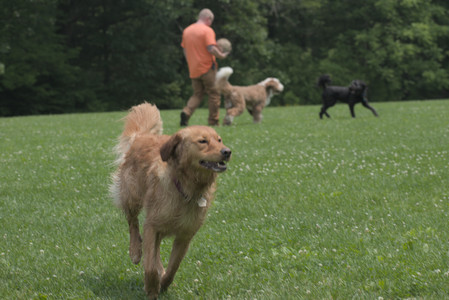 20250608_Dog park__DSC0264_.jpg