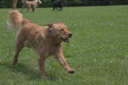 20250608_Dog park__DSC0265_.jpg