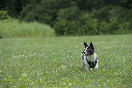 20250608_Dog park__DSC0267_.jpg