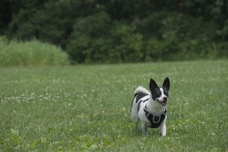 20250608_Dog park__DSC0269_.jpg